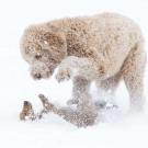 Dogs_playing_in_snow