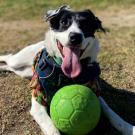 border collie on grass with ball 