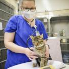 UC Davis veterinary technician examining cat