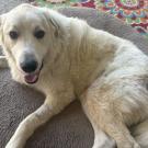 dog with toys laying on rug
