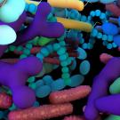 gut bacteria