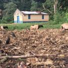 monkey near cows