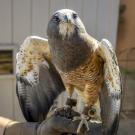 Swainson's hawk