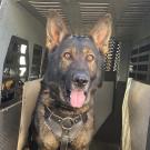 police K9 officer German shepherd dog sitting in police car