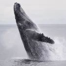 humpback breaching