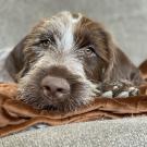 closeup of dog's face