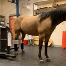 PET imaging of a horse's right hock with the MILEPET scanner at the UC Davis veterinary hospital..