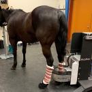 horse in PET scanner