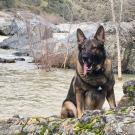 German shepherd dog sitting next to river
