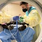 A chimpanzee lies in the CT scanner.