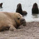 A subadult male elephant seal can be seen near sea lions. 