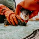 grebe being cleaned