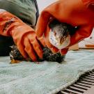 grebe being cleaned