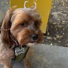 small dog sitting on sidewalk with dog bone shaped name tag that reads Whitney