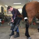 farrier shoeing a horse at the UC Davis farrier shop