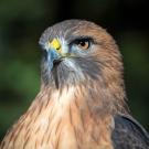 red-tailed hawk