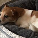 dog resting in dog bed