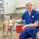 Older veterinary professional in blue scrubs kneeling beside leashed tan dog in clinic, calm photo