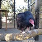 turkey vulture