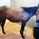 brown horse with black mane standing in stall