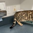 Bengal cat in examination room at UC Davis veterinary hospital