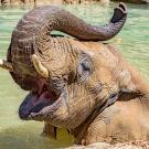 elephant playing in pool of water