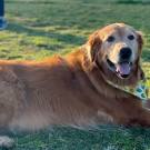A golden retriever is sitting on the grass in the evening sunlight with a ball.