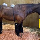 Bay horse in stall wearing black protective leg boots, eating from yellow bucket