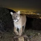 Mt lion cub