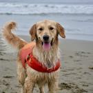 wet golden retriever on beach