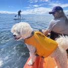 dog and owner in kayak on lake