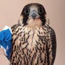 falcon with bandage on wing