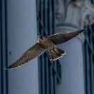 peregrine flying near building