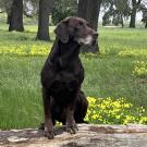 dog standing on a log
