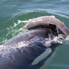 orca tossing porpoise