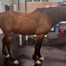 horse standing in examination room