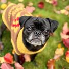 black pug dog wearing sweater in fall weather setting