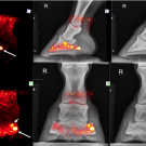 PET scan of horse foot