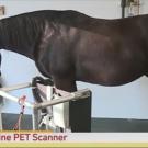 horse standing in equine PET scanner at UC Davis School of Veterinary Medicine