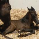 newborn foal