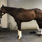 horse with leg in PET scanner