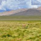 Una vicuña solitaria en los pastizales de altura del Parque Nacional de San Guillermo, en Argentina, tras una epidemia de sarna.
