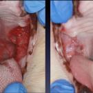 photos of cat's mouth before and after successful stomatitis treatment at UC Davis veterinary hospital