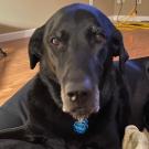 black Labrador retreiver dog