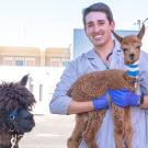 Smiling man wearing blue gloves holds small brown alpaca; dark alpaca beside him