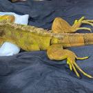 green iguana lizard being examined at the UC Davis veterinary hospital