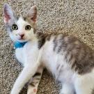 kitten laying on carpet