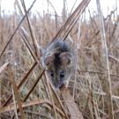 Salt Marsh Harvest Mouse