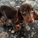 underweight Dachshund puppy