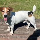 photo of Jack Russell terrier